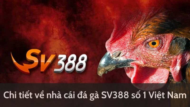 Khi tham gia chơi đá gà SV388 cần phải nắm bắt thời cơ đặt cược tốt nhất